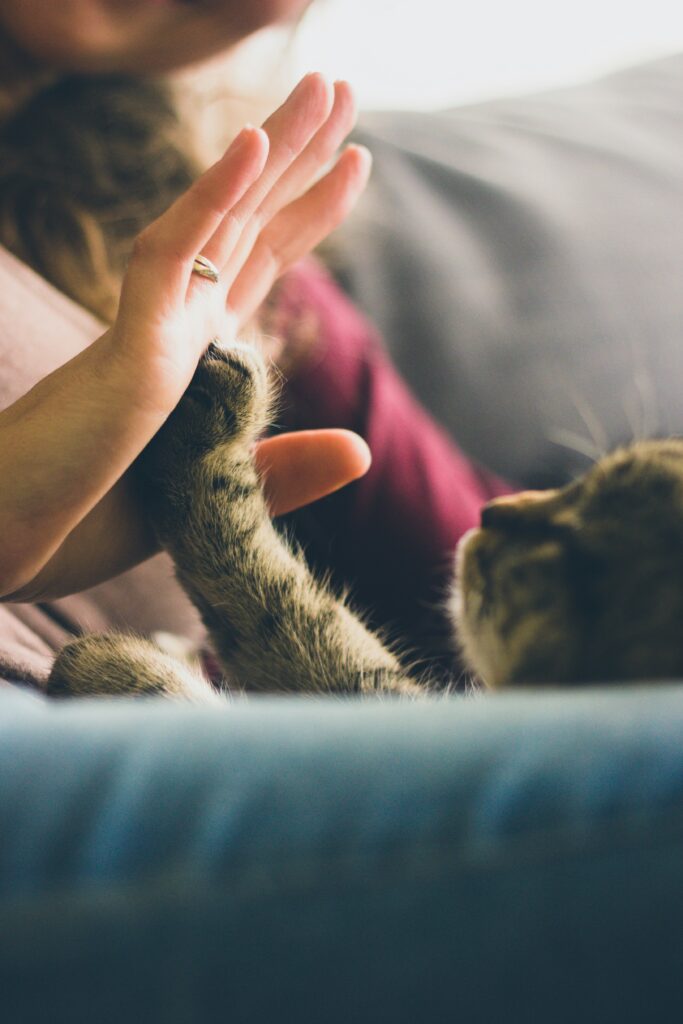 Cat owner holding their cat’s paw gently, symbolizing a bond and farewell in a peaceful setting.