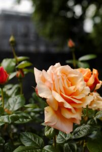 cemetery flowers, burial costs