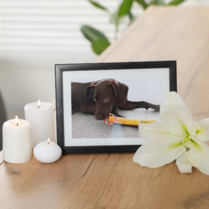 Free Pet Obituary Templates: A Heartfelt Guide to Honoring Your Pet